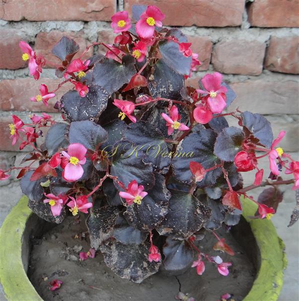  Plant